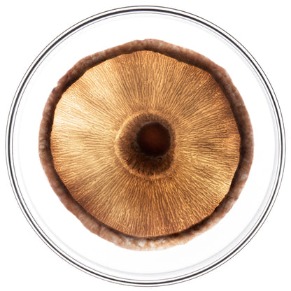 Anti Hair Loss Treatment For Men